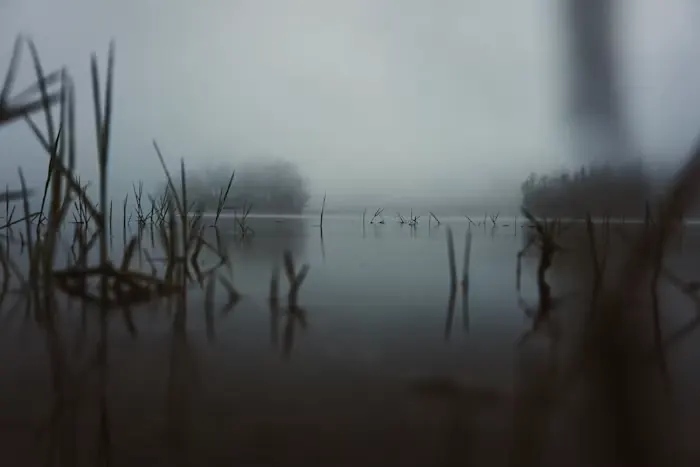 Grasses and trees in a misty marsh
